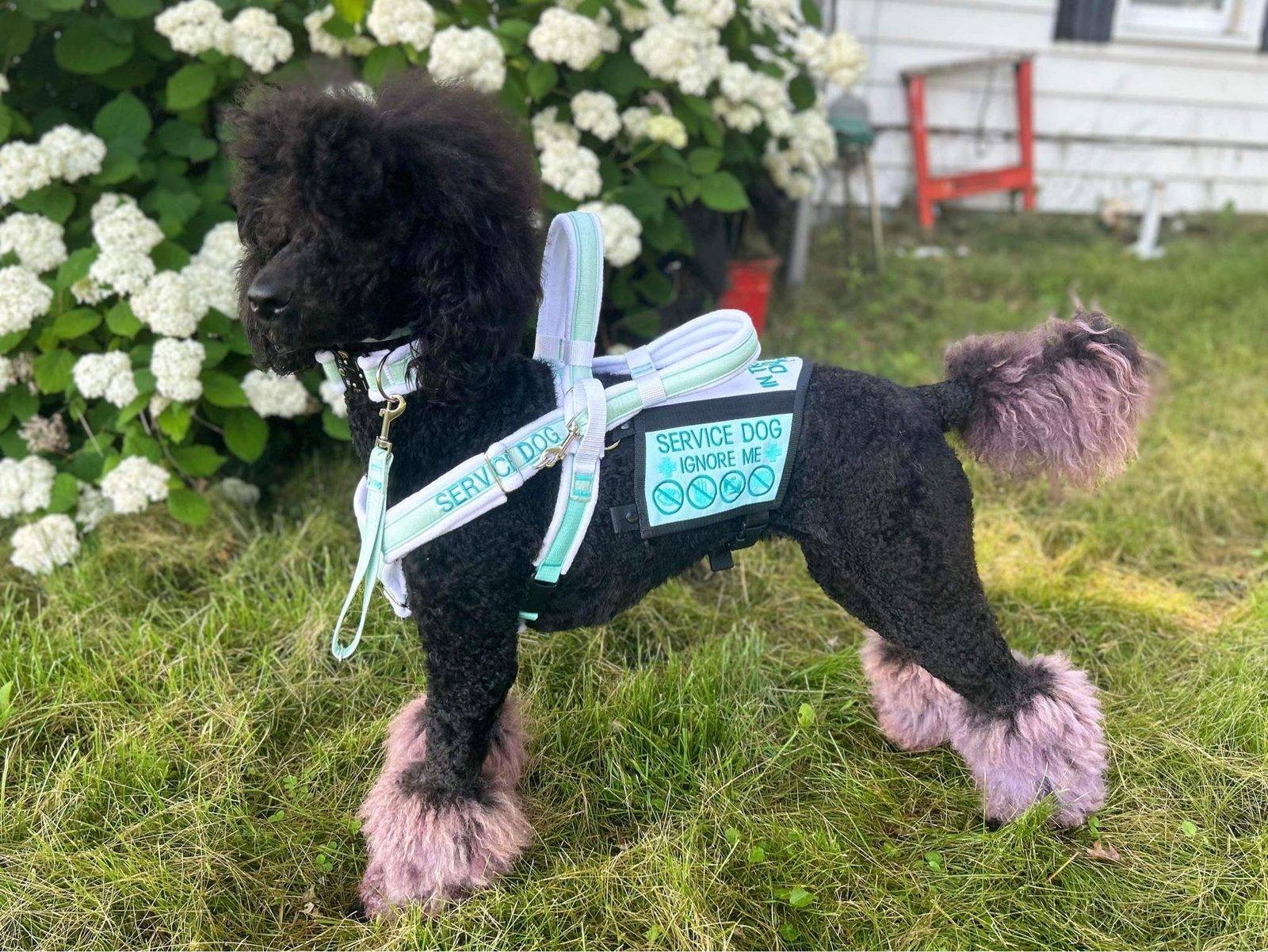 Black standard poodle with pink-dyed paws in a mint fleece-padded harness and a vest reading Service Dog, ignore me, beside white hydrangeas.