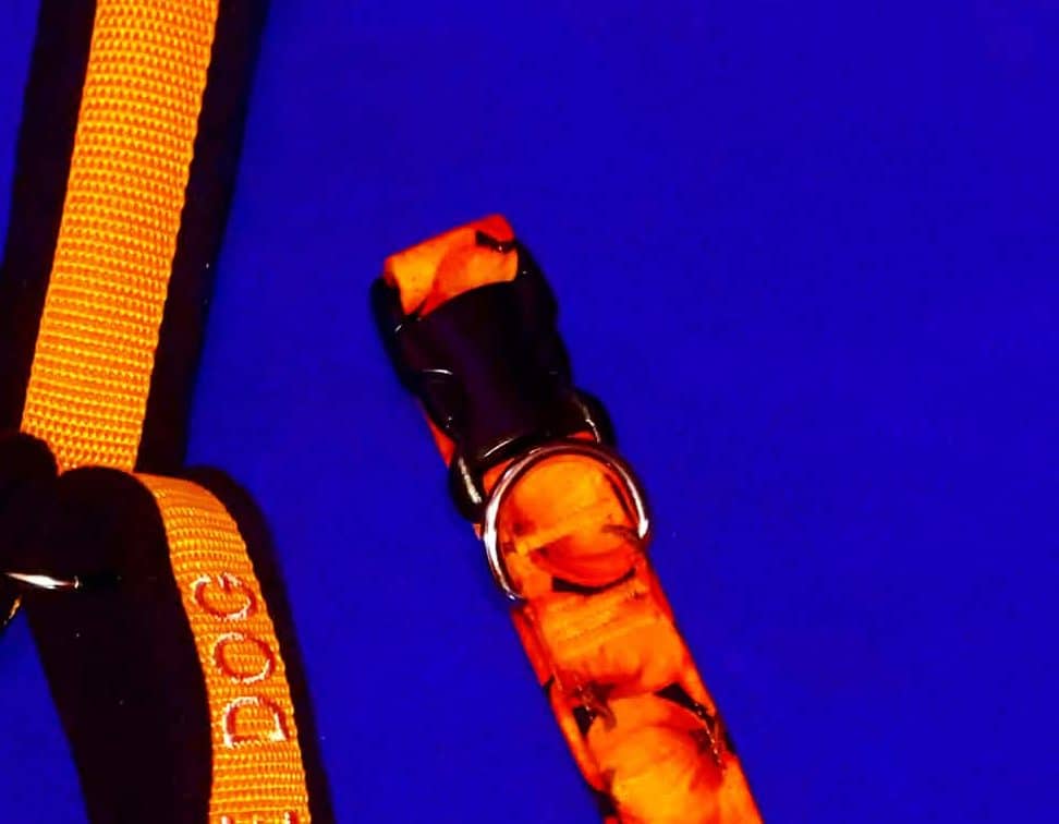 Orange pumpkin-print buckle collar with a silver D-ring on royal blue.
