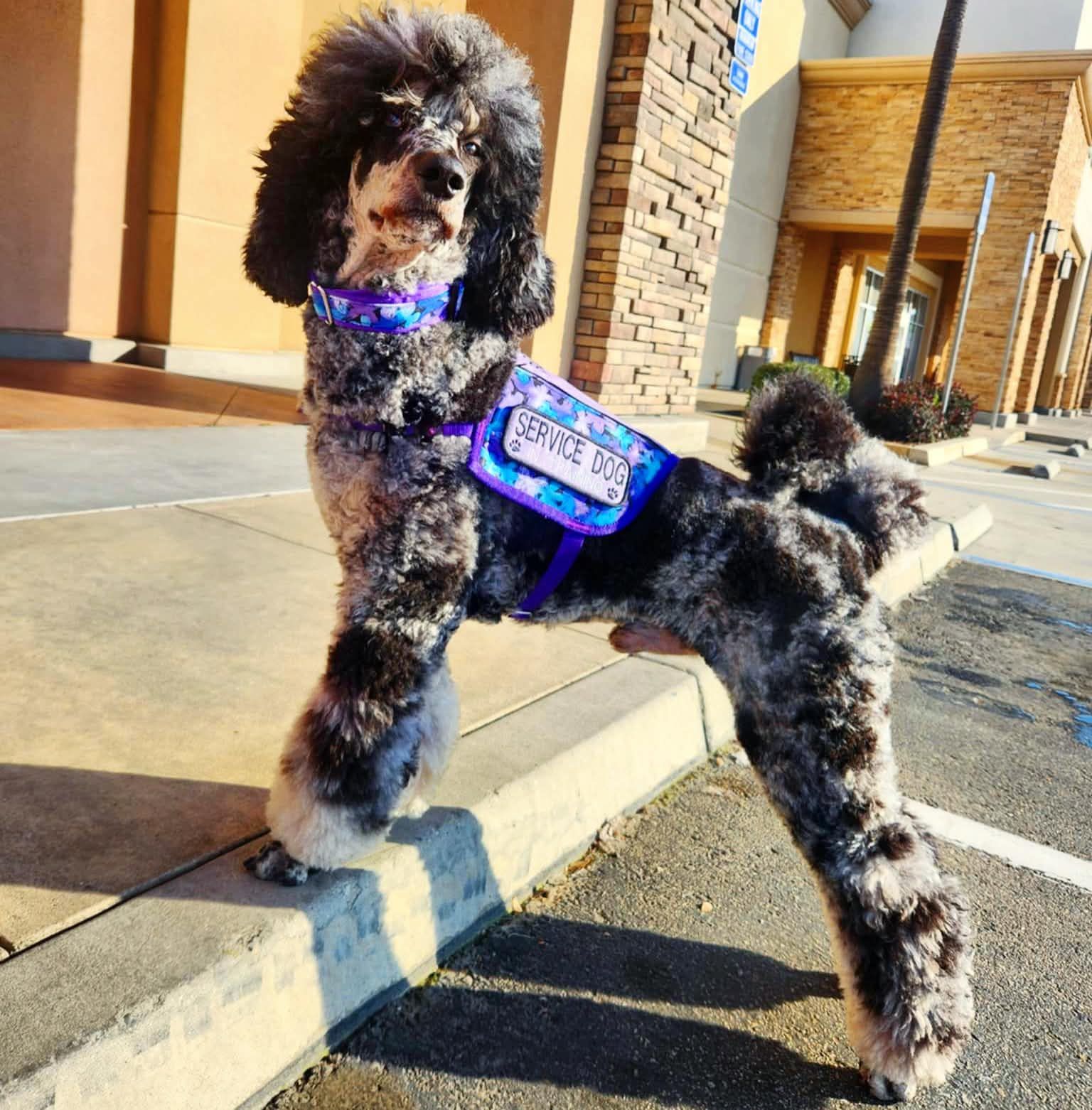Merle standard poodle on a sunny sidewalk in a matching purple floral collar and service vest.