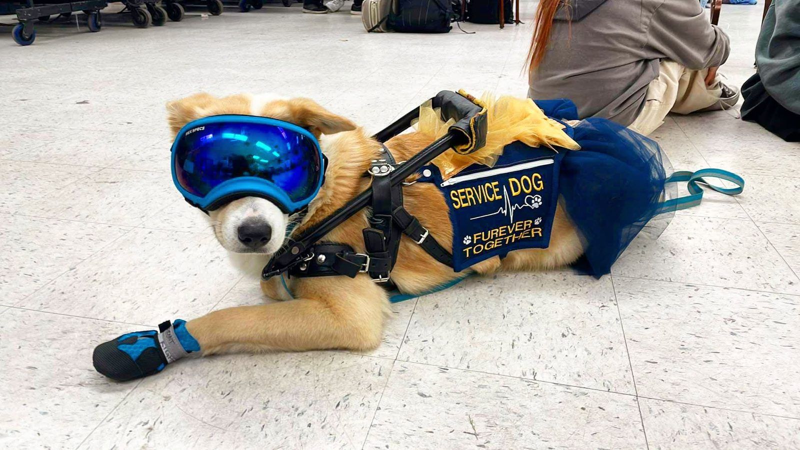 Dog lying on the floor in blue goggles and boots, wearing a navy vest embroidered Service Dog, Furever Together, with a tulle trim.