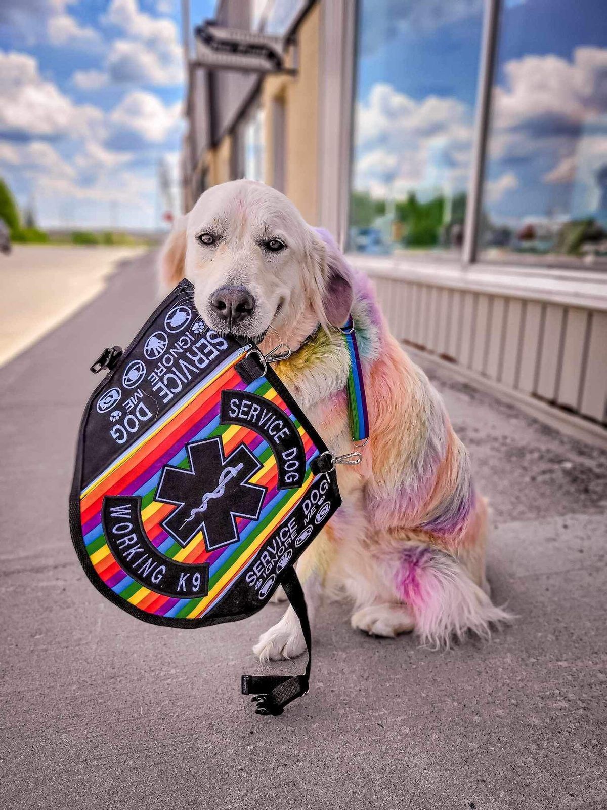 Golden retriever with rainbow-dyed fur holding a rainbow service vest with Working K9 patches in its mouth.