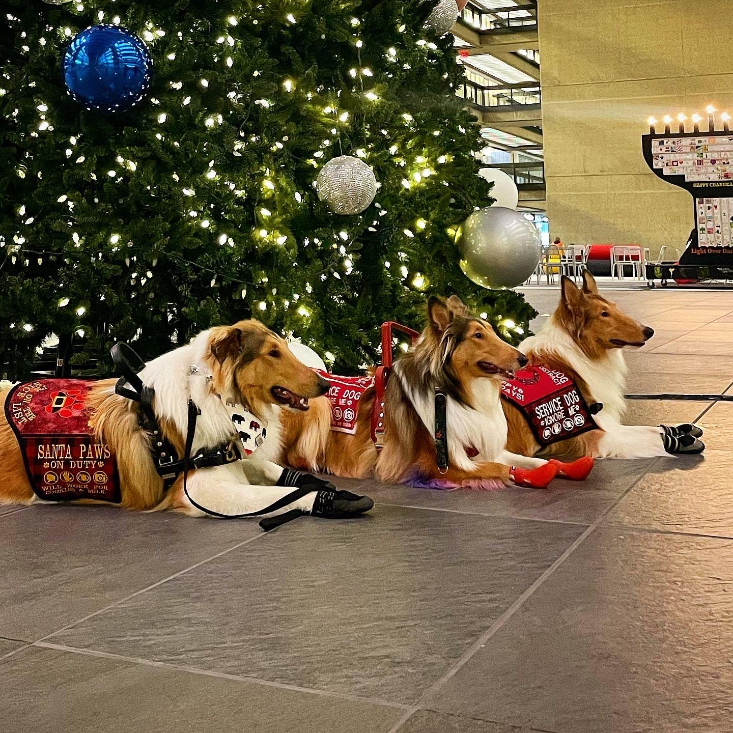 Three rough collies lying under a Christmas tree in red holiday service vests reading Santa Paws on duty.