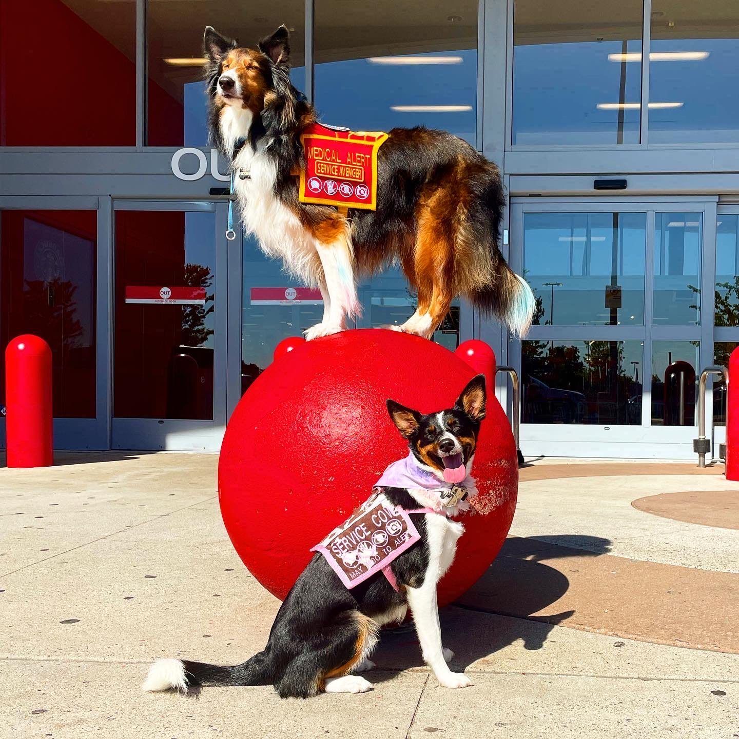 Stormy, a small black and white service dog, sits smiling in front of a big red ball in her pink and brown vest, while a tricolour dog in a red Medical Alert, Service Avenger vest poses on top of the ball.