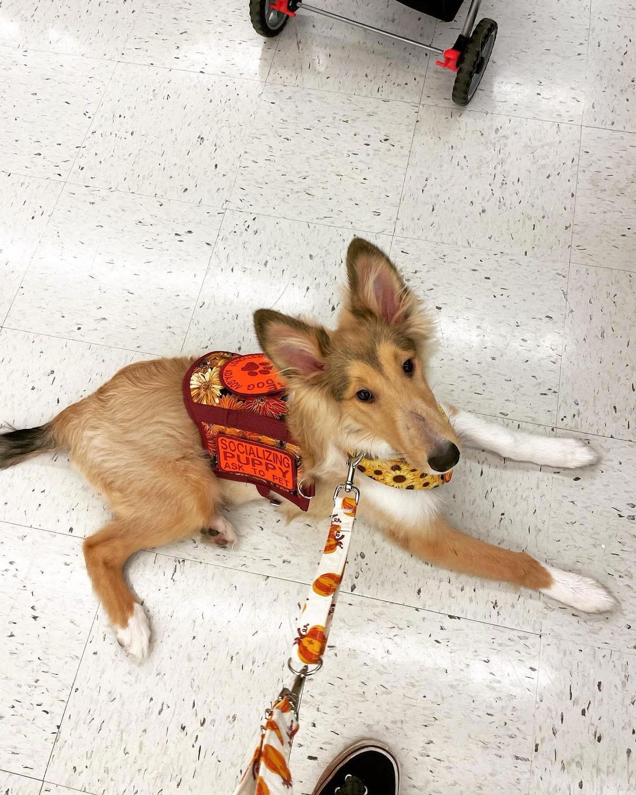 Sable rough collie puppy lying on a store floor in a red and orange vest with a sunflower collar and leash.