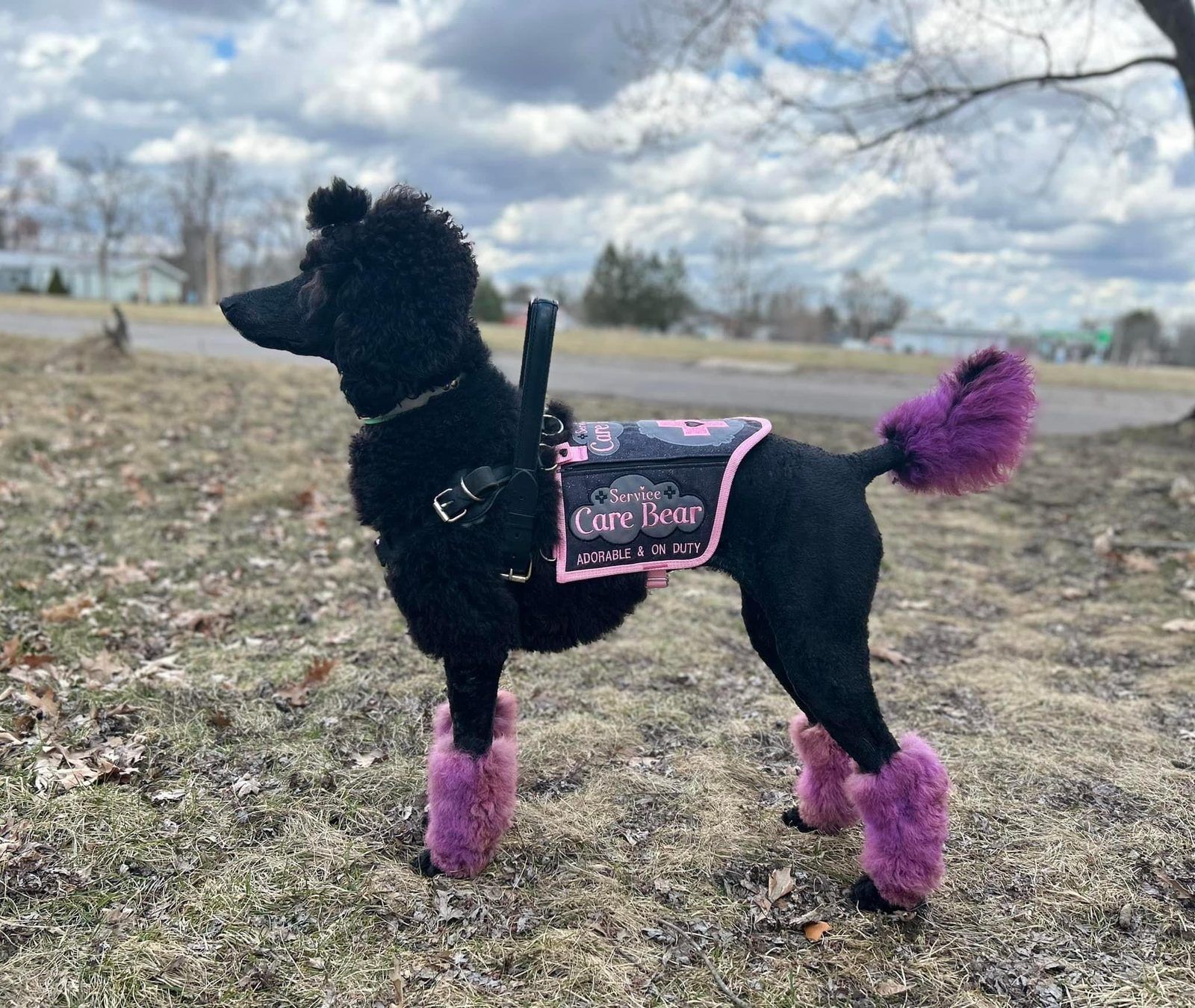 Black standard poodle with pink-dyed legs and tail standing side-on in a field, in a black and pink vest reading Service Care Bear, adorable and on duty.