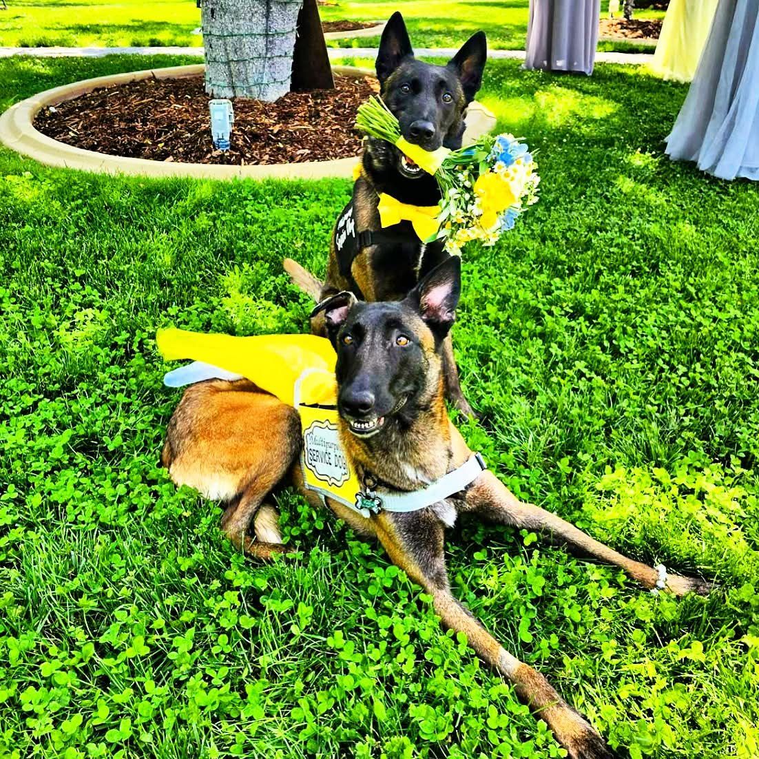 Two Belgian Malinois lying on grass in yellow vests with sunflower flower crowns.