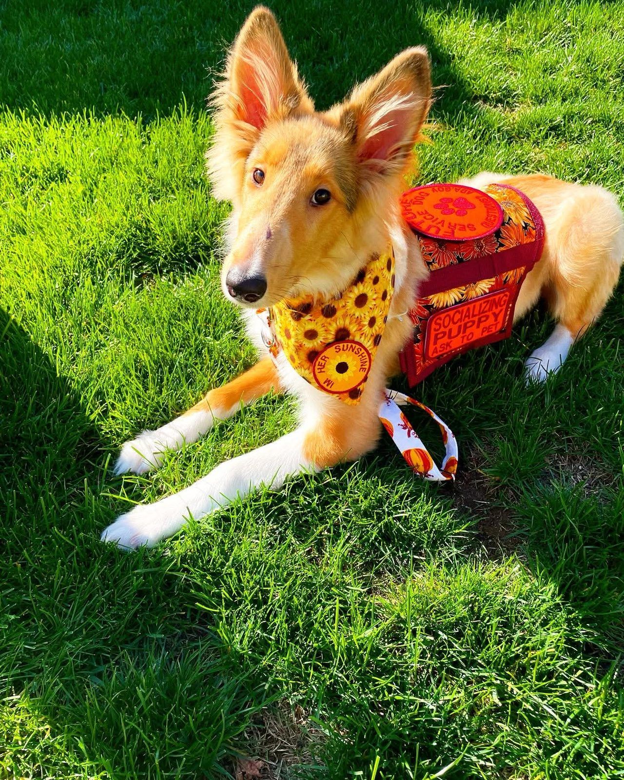 Sable rough collie lying on grass in a sunflower bandana with a matching orange vest and leash.