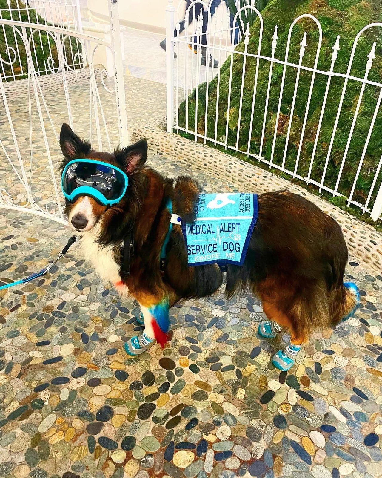 Tricolour dog in blue goggles and boots wearing a light blue Medical Alert Service Dog vest on a pebble path.