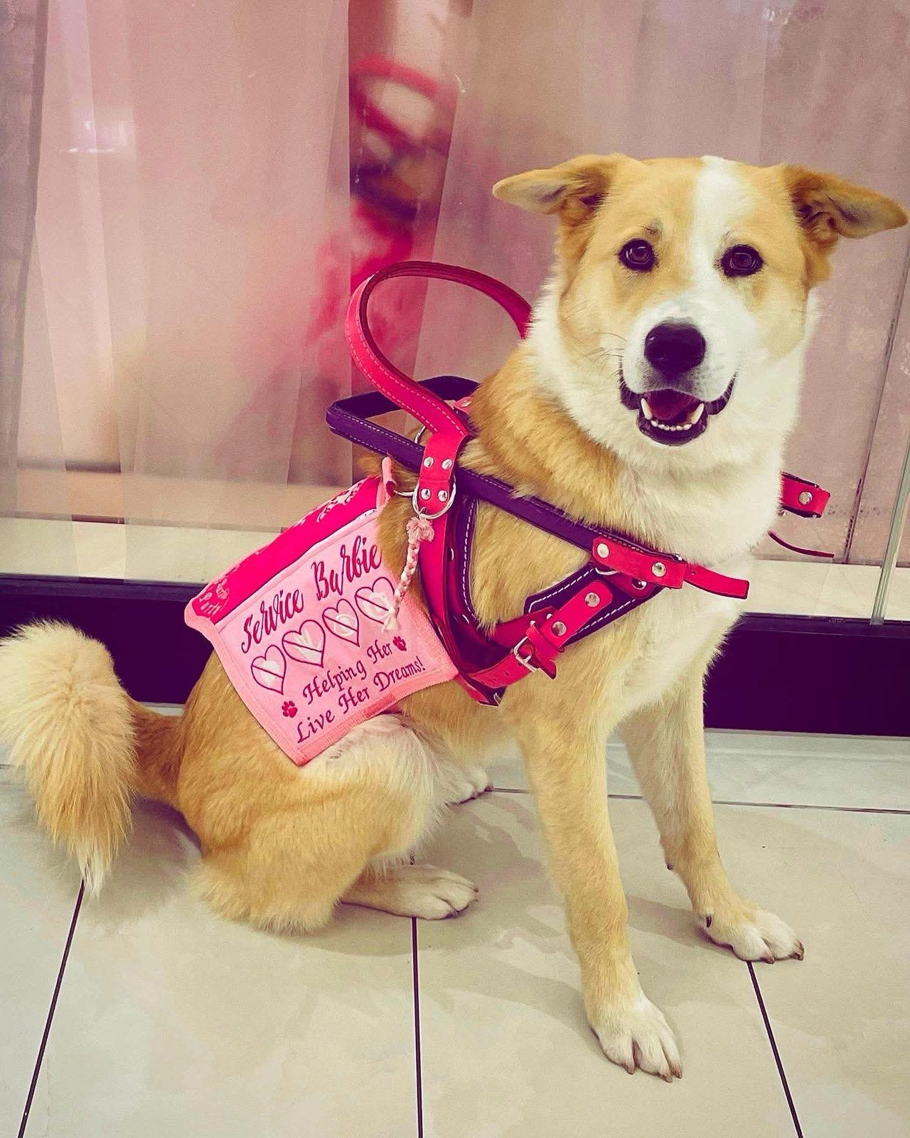 Smiling shepherd mix indoors in a pink vest reading Helping her live her dreams, with a pink handle harness.